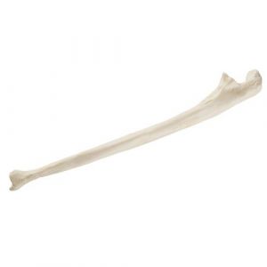 ORTHObones Standard Ulna, prawa