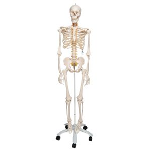 Elastyczny model ludzkiego szkieletu Fred - 3B Smart Anatomy