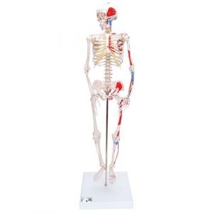 Mini Human Skeleton Shorty with Painted Muscles, Pelvic Mounted, Half Natural Size - 3B Smart Anatomy