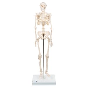 Mini model szkieletu ludzkiego Shorty, rozmiar pół naturalny - 3B Smart Anatomy