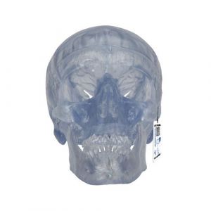 Transparent Classic Human Skull Model, 3 part - 3B Smart Anatomy