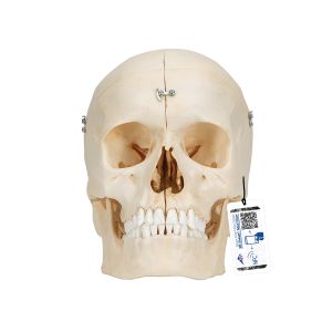 BONElike Human Bony Skull Model, 6 części - 3B Smart Anatomy