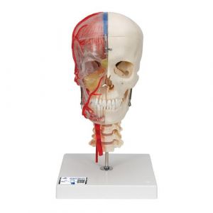 BONElike™ Human Skull Model, Half Transparent & Half Bony, Complete with Brain & Vertebrae - 3B Smart Anatomy