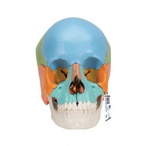 Beauchene Adult Human Skull Model, Didactic Colored Version, 22 part - 3B Smart Anatomy