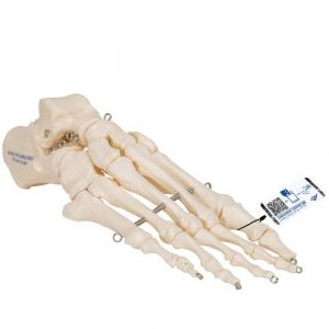Human Foot Skeleton, Wire Mounted - 3B Smart Anatomy