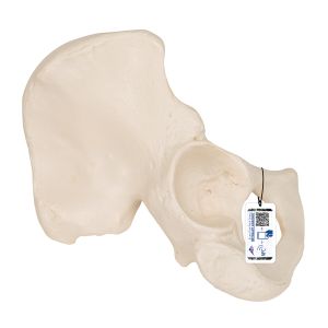 Model ludzkiej kości biodrowej - 3B Smart Anatomy