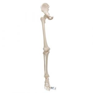 Human Leg Skeleton Model with Hip Bone - 3B Smart Anatomy