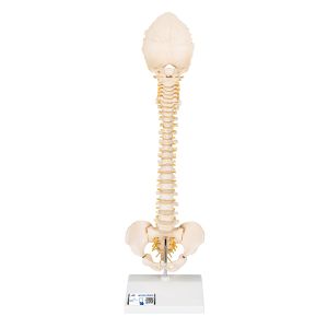 Dziecięcy model kręgosłupa BONElike - 3B Smart Anatomy