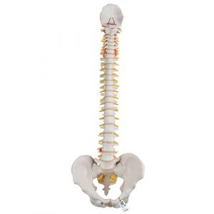 Classic Flexible Human Spine Model - 3B Smart Anatomy