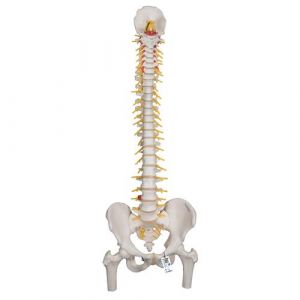 Deluxe Flexible Human Spine Model with Femur Heads & Sacral Opening - 3B Smart Anatomy