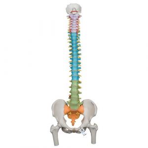 Didactic Flexible Human Spine Model with Femur Heads - 3B Smart Anatomy