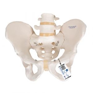Human Male Pelvis Skeleton  Model - 3B Smart Anatomy