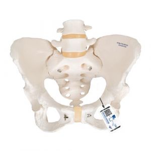 Human Female Pelvic Skeleton Model - 3B Smart Anatomy