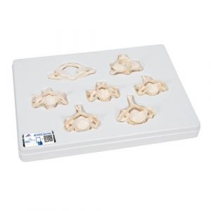 Set of  7 BONElike™ Human Cervical Vertebrae - 3B Smart Anatomy