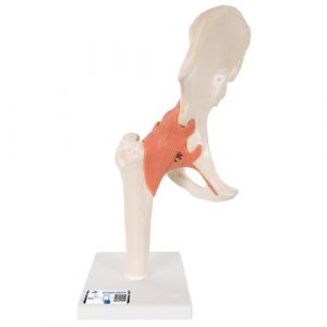 Functional Human Hip Joint Model with Ligaments  & Marked Cartilage - 3B Smart Anatomy