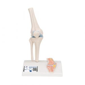 Mini Human Knee Joint Model with Cross Section - 3B Smart Anatomy