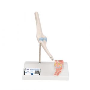 Mini Human Elbow Joint Model with Cross Section - 3B Smart Anatomy