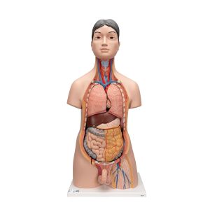 Deluxe Asian Dual Sex Human Torso Model, 18 części - 3B Smart Anatomy