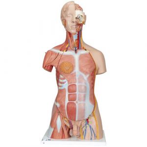 Deluxe Dual Sex Human Muscle Torso Model, 31 part - 3B Smart Anatomy