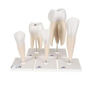 Human Tooth Models Set "Classic Series", 5 Models  - 3B Smart Anatomy