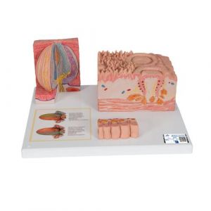 3B MICROanatomy™ Human Tongue Model - 3B Smart Anatomy