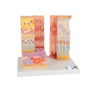 3B MICROanatomy Model ludzkiego oka - 3B Smart Anatomy