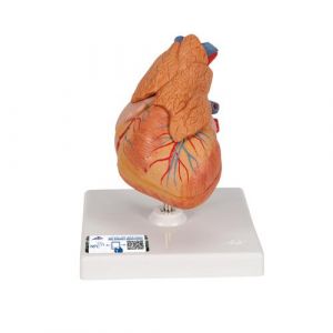Classic Human Heart Model with Thymus, 3 part - 3B Smart Anatomy