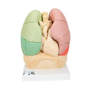 Segmented Lung Model - 3B Smart Anatomy