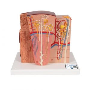 3B MICROanatomy™ Kidney Model - 3B Smart Anatomy