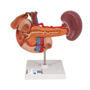 Life-Size Model of Rear Organs of Upper Abdomen - 3B Smart Anatomy
