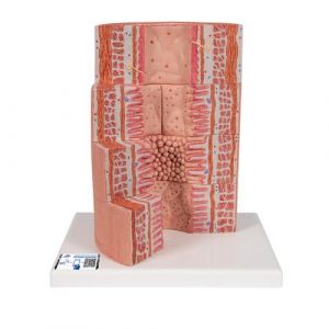 3B MICROanatomy™ Digestive System Model, 20-times Magnified - 3B Smart Anatomy