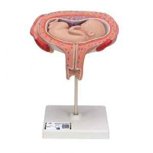 Fetus Model, 5th Month in Dorsal Position - 3B Smart Anatomy