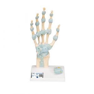 Hand Skeleton Model with Ligaments & Carpal Tunnel - 3B Smart Anatomy