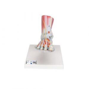 Foot Skeleton Model with Ligaments & Muscles - 3B Smart Anatomy