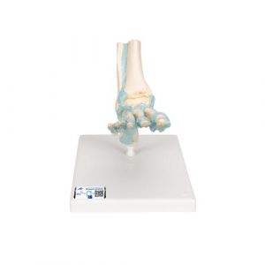 Foot Skeleton Model with Ligaments - 3B Smart Anatomy