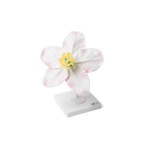 Kwiat jabłoni (Malus pumila), model