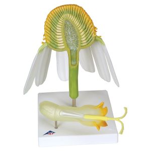 Kwiat rumianku (Matricaria chamomilla) Model