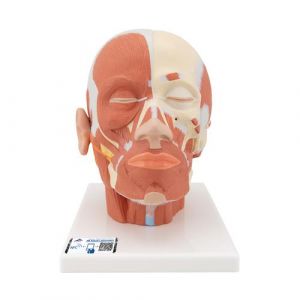 Head Musculature Model - 3B Smart Anatomy