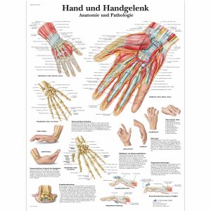 Hand und Handgelenk - Anatomie und Pathologie (Ręka i patologia ręki)