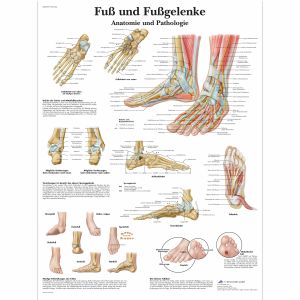 Fuß i Fußgelenke - anatomia i patologia