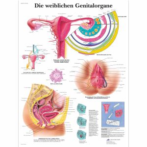Die weiblichen Genitalorgane