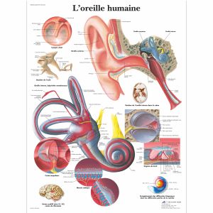 L'oreille humaine