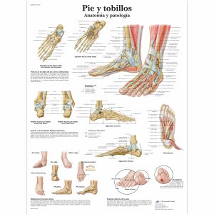 Pie y tobillos - Anatomía y patología