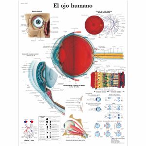 El ojo humano