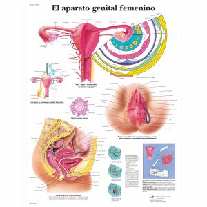 Aparato genital feminino