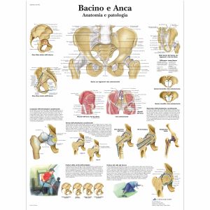 Bacino e Anca - Anatomia i patologia