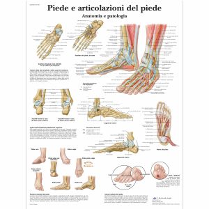 Piede e articolazione del piede
