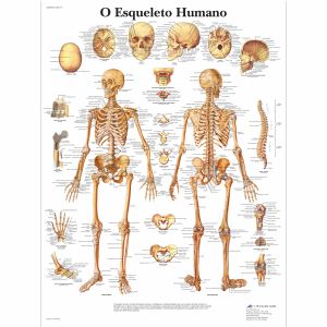 O Esqueleto Humano, 50x67 cm, Laminado