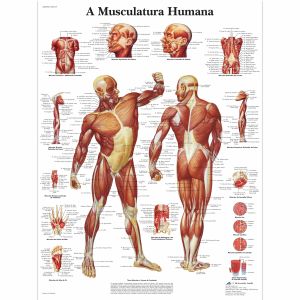 A Musculatura Humana, 50x67 cm, Laminado