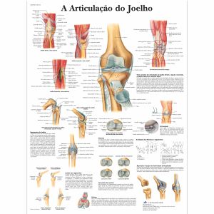 A Articulacao do Joelho, 50x67 cm, Laminado